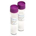 ProteinSimple Pan ERK Primary Antibody, 1X (1 mL) for Simple Western