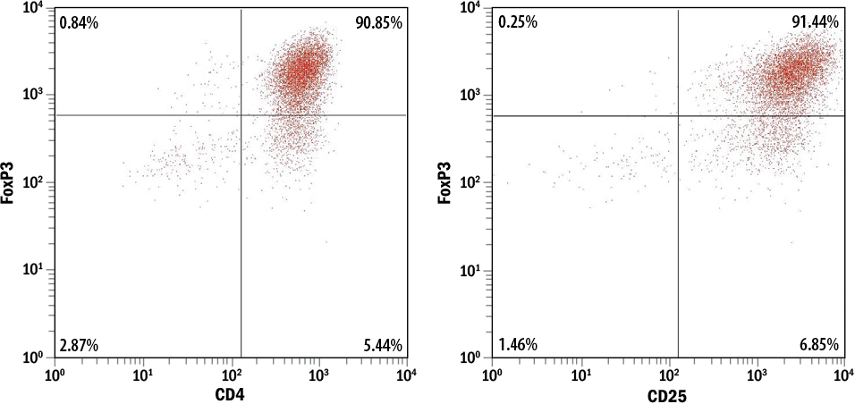Differentiation of Human CD4+ T Cells into Treg Cells Confirmed by FoxP3 and CD25 Expression. Differentiation of Human CD4+ T Cells into Treg Cells Confirmed by FoxP3 and CD25 Expression.